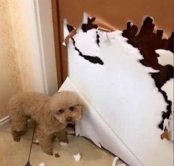 泰迪幼犬进笼一直叫怎么办,泰迪幼犬用狗笼好还是用围栏好