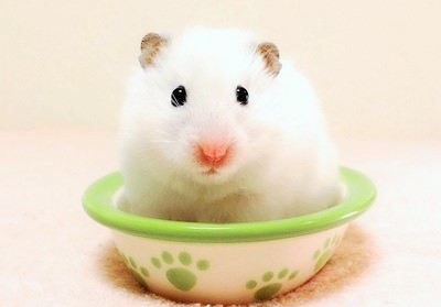 冬天如何预防仓鼠得湿尾症,仓鼠在夏天多少度仓鼠会中暑