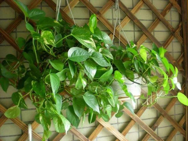 绿萝长不旺给它浇两种水,绿萝怎么养长得旺不黄叶烂根