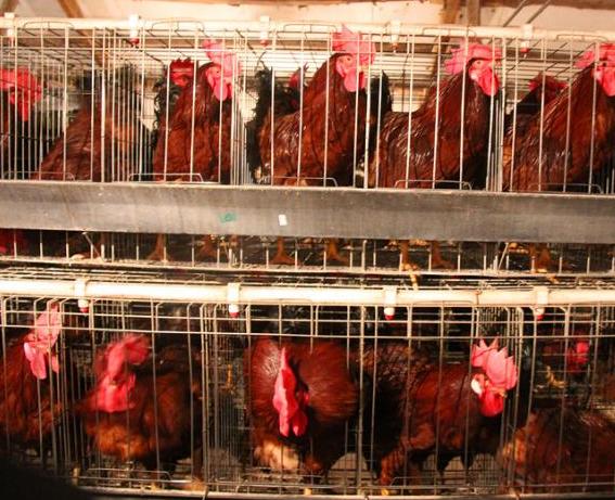 蛋鸡肿脸,蛋鸡肿头肿脸视频