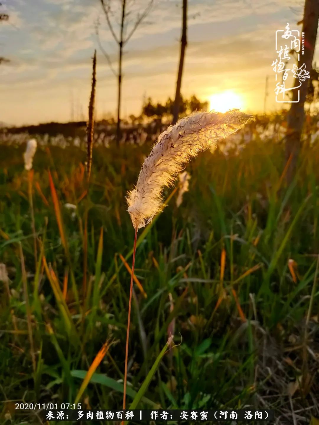 现在是多肉最美的季节,多肉最美的季节来啦