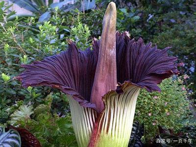 你知道世界上什么花最好养吗,你知道什么是世界上最好的花吗