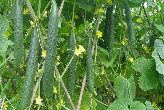 露天黄瓜种植怎样结瓜多产量高,黄瓜怎样种植产量高
