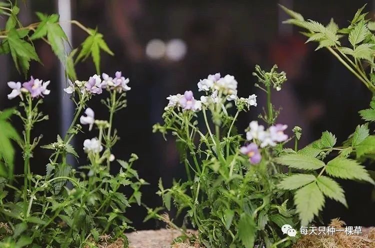 买了这么多的东西都是为了什么,买了这么多口红哪一支是你的真爱