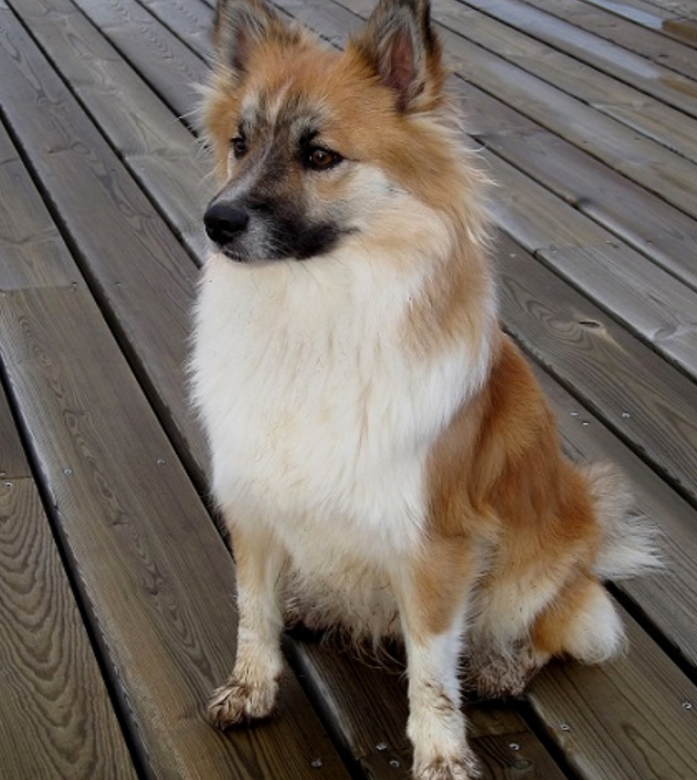 适合老年人养的狗排行榜,适合老人养的狗好养活的品种