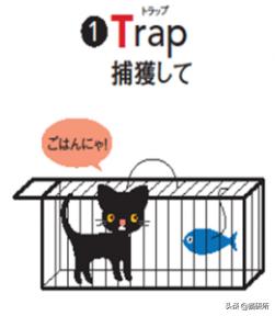 救助流浪猫要掌握正确方法,流浪猫正确的救助方式