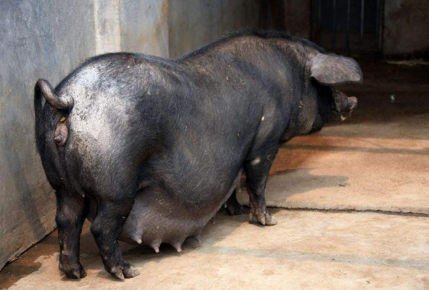 母猪“妇科病”会导致哪些严重后果？如何防治？