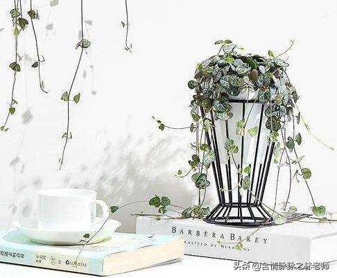 家里植物长得不好有什么说法,家里什么植物都养不好是什么原因
