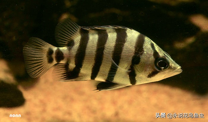 孟加拉银虎鱼是夜行鱼吗,黑色的虎鱼是哪个品种