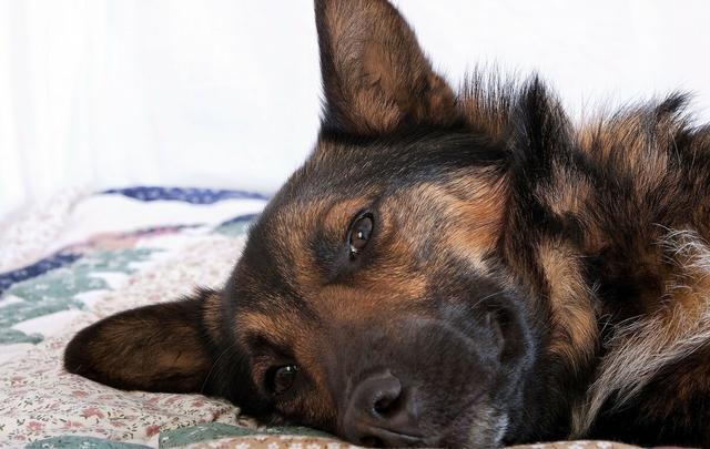 忠犬守去世主人,忠犬守在去世主人家门口