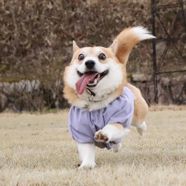 柯基犬的10个优点不养你会后悔,盘点柯基犬的缺点养之前得先知道