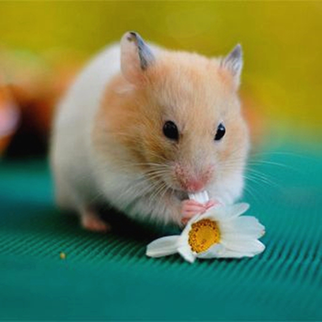 带仓鼠去公园赏花，鼠鼠无心赏花只想吃花朵，主人无奈又担心