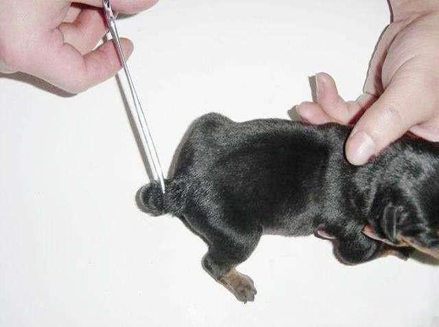 断尾对狗性格有多大影响,犬断尾方法