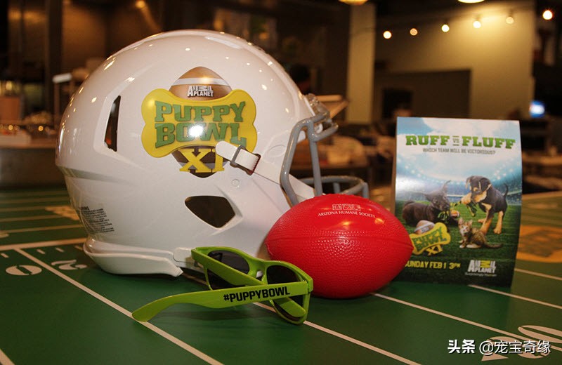 国外狗狗敏捷比赛,狗狗敏捷大赛罗威纳