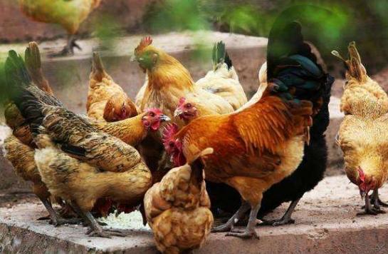 鸡得伤寒有什么症状,鸡肝脏肿大是怎么引起