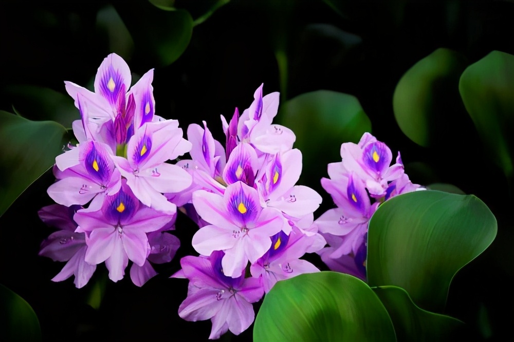 水葫芦泛滥成灾如今为何消失了,水葫芦为什么能在我国泛滥