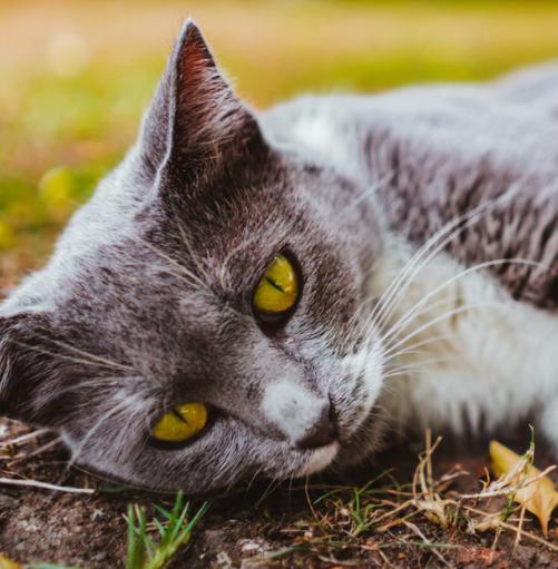 英国短毛猫缺点,英国短毛猫有哪些优缺点