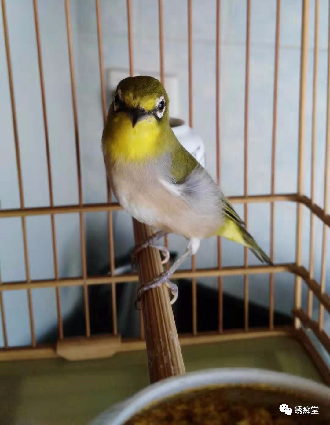 绣眼鸟的十大误区,绣眼十大禁忌