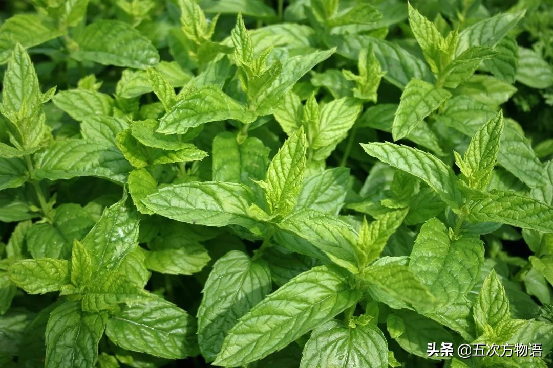 10种口味薄荷糖,十种薄荷