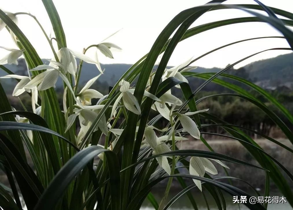 大雪素莲瓣兰和剑阳蝶多少钱一苗,莲瓣兰大雪素和老种大雪素的区别