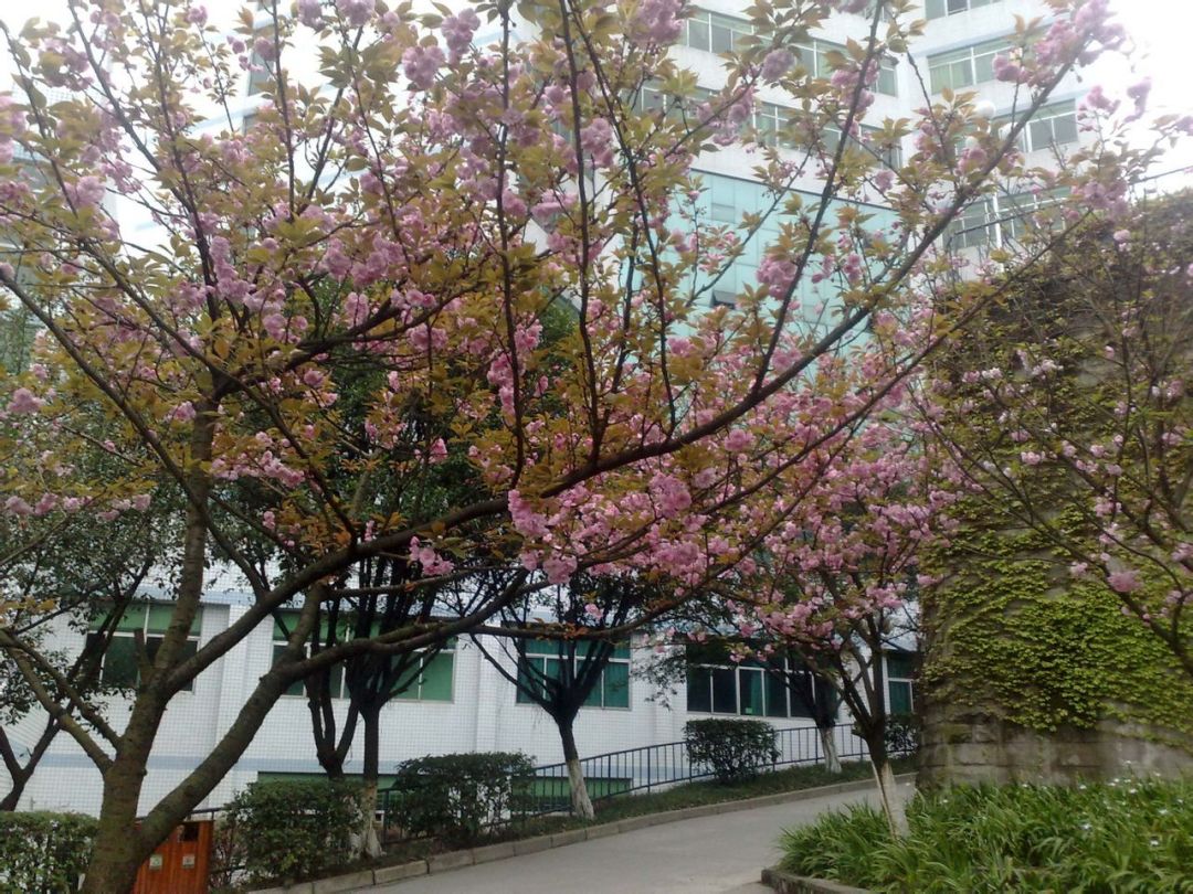 重庆邮电大学、西安邮电大学哪所实力更强?2021考生怎样选择