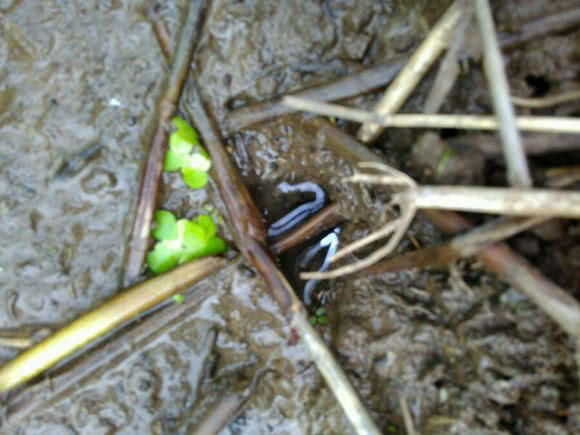 钓黄鳝怎么找洞,钓黄鳝找石头洞的技巧