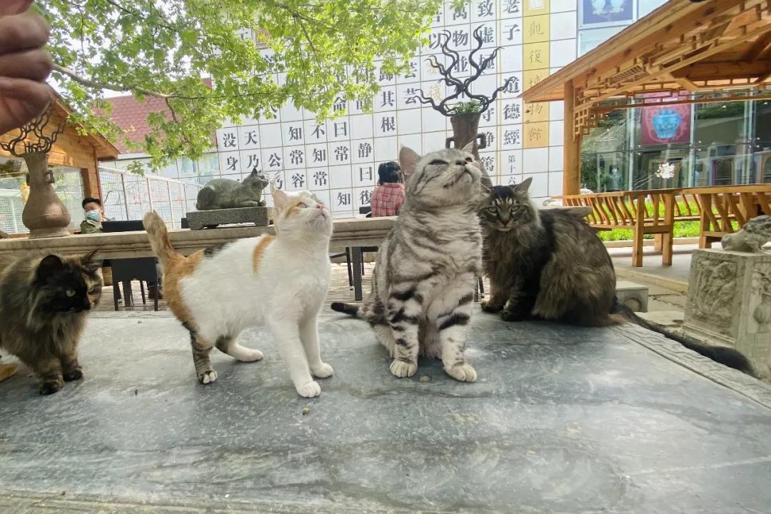 团宠猫咪的性格,小猫有多抗打