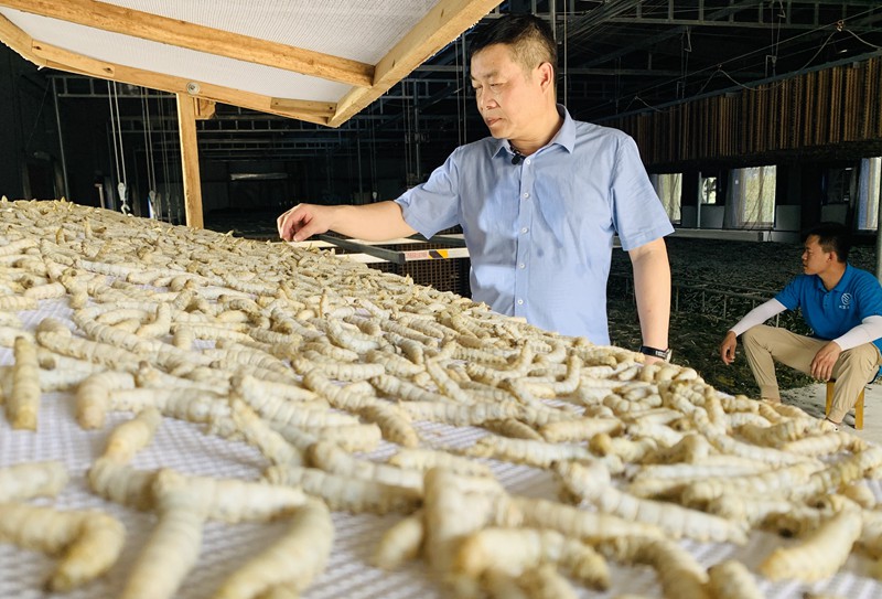 摘桑养蚕赚钱,种桑养蚕致富的成功经验