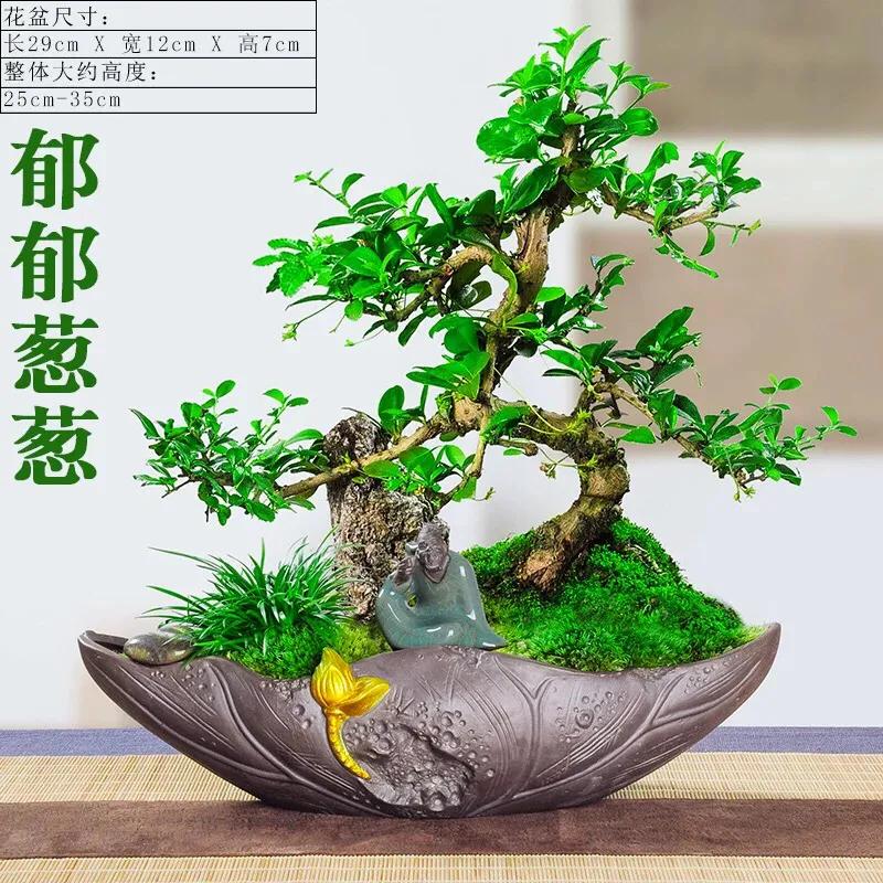 如何防止盆栽植物烂根的方法,盆栽植物僵苗的原因