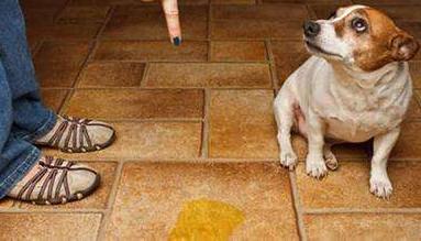 狗狗随地大小便如何惩罚,狗狗犯错怎样惩罚最好