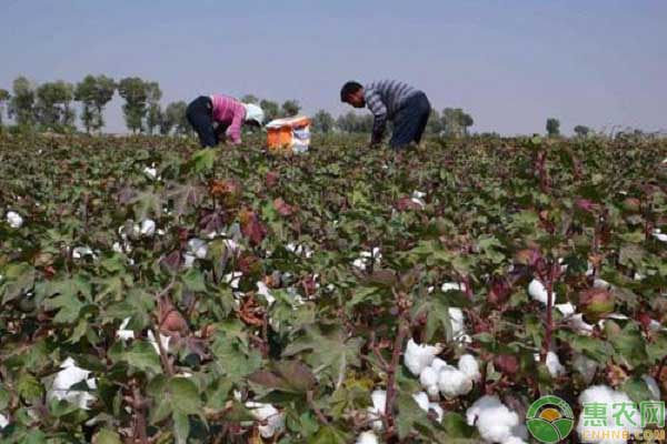 2018年棉花最好价格是多少,2019棉花市场行情