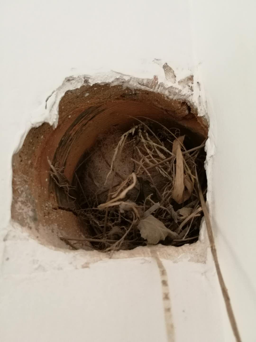 鐖北铏庣殑澹佽檸,鐖北铏庣殑鍙舵焺