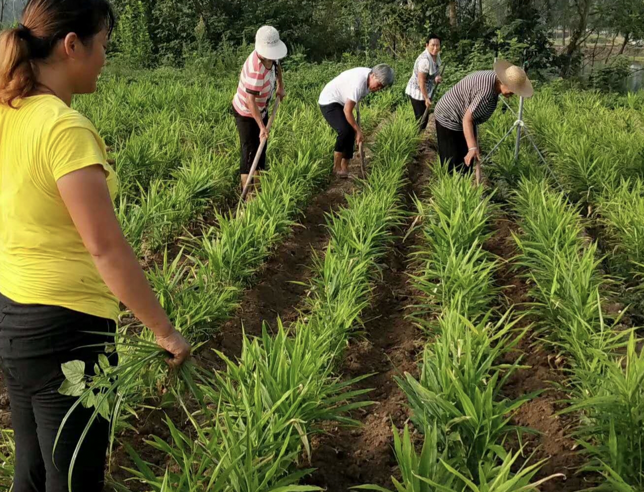 生姜种植方法姜为啥要干尖,姜农讲解生姜种植要点