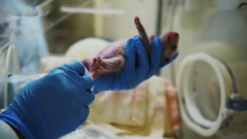 大熊猫隆仔出场,隆仔大熊猫最新消息