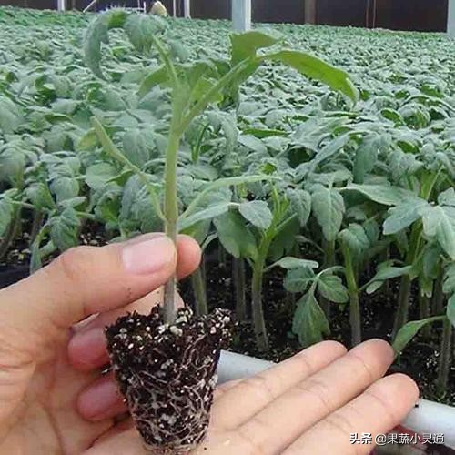 番茄潜叶蛾危害症状图,番茄叶片有黑斑是什么病