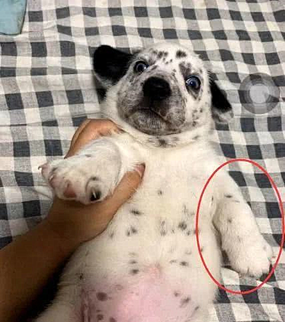 柯基被铲屎官毒手,柯基被自家狗发现了