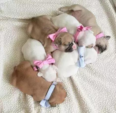 狗狗要生前有什么征兆,狗狗出生3天注意事项