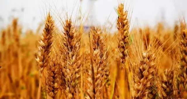 我们曾经放过的麦假