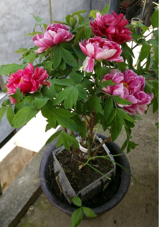 牡丹叶子发黄，教你3招小妙招，叶子绿出油