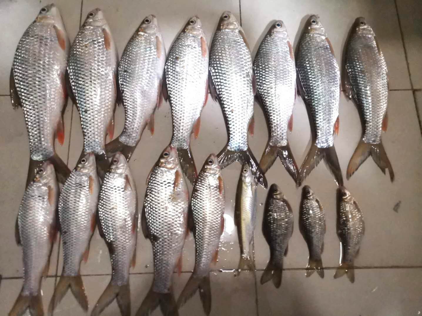 如何钓鲮鱼教你一招,钓鲮鱼饵料怎么搭配