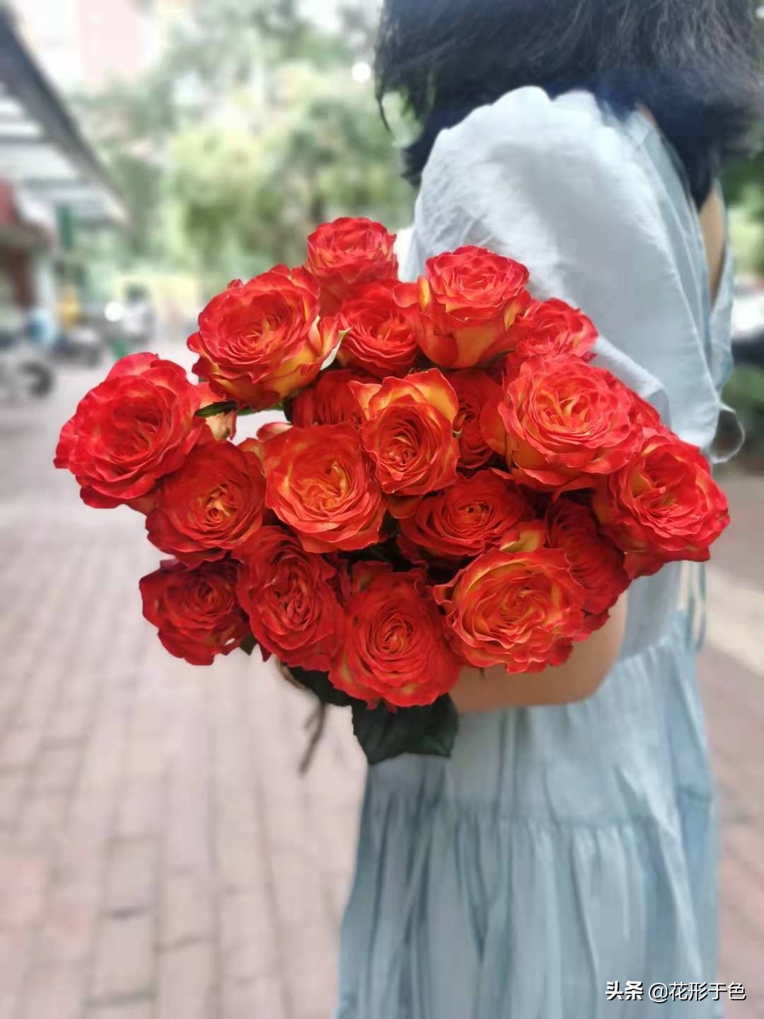 玫瑰品种品鉴,玫瑰花品鉴