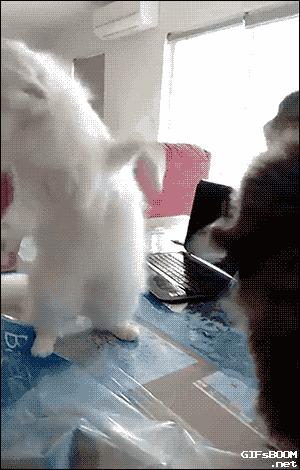 辟谣猫咪的六个谣言,辟谣猫咪并非黑夜都能看得清