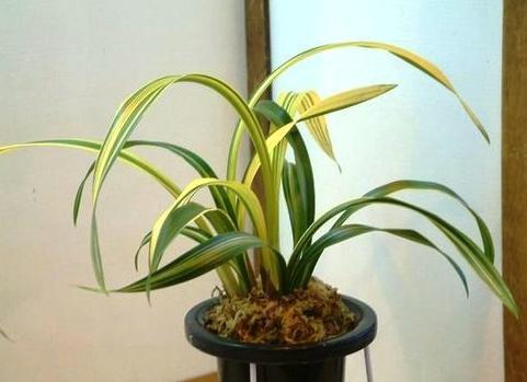 名贵兰花与普通兰花的区别是什么,最名贵的10种兰花图片欣赏及价格