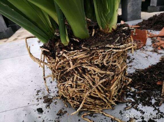 君子兰怎么养才能长得更旺盛,君子兰如何养护才能长得更茂盛