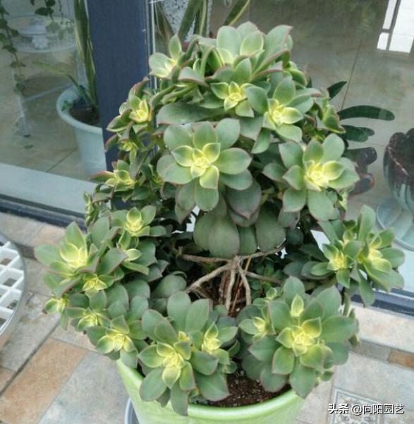 肉肉上长出来的侧芽要剪掉吗,怎么让多肉快速爆出侧芽