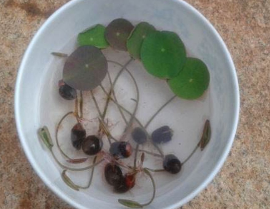 碗莲立叶就是快开花了吗,碗莲立叶多长时间开花