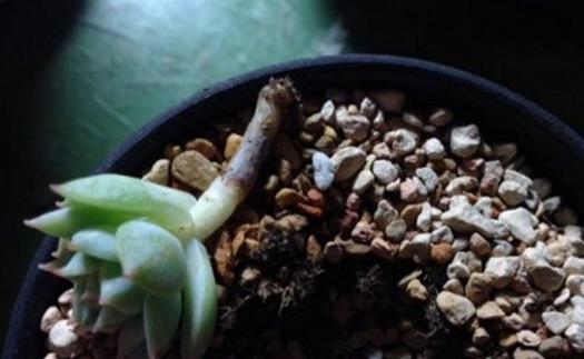 养花黑腐怎么处理,多肉黑菌病怎么治疗