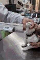 宠物生病怎么喂药呢视频,宠物生病给人吃什么药