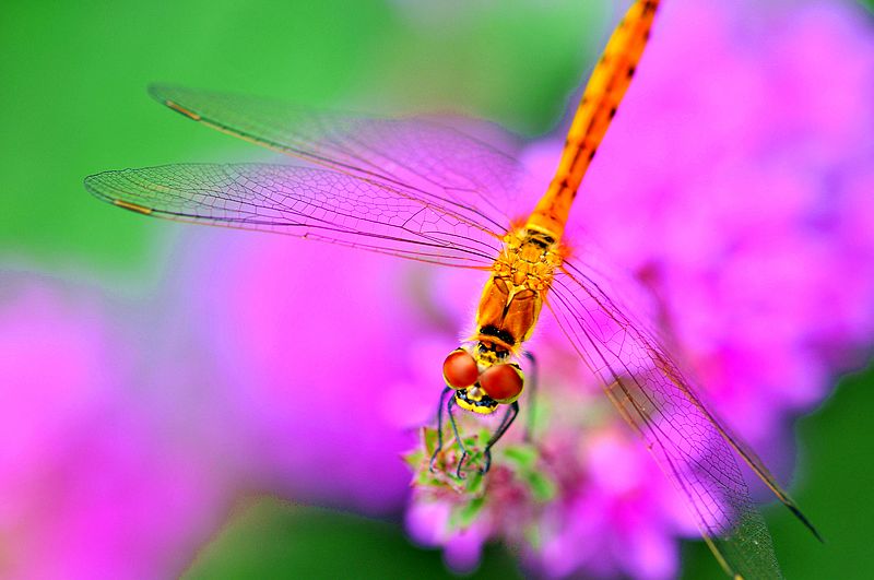 栖息在晚霞中的蜻蜓,栖息在竹林里的蜻蜓