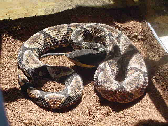 有毒蛇标志,有毒蛇的视频